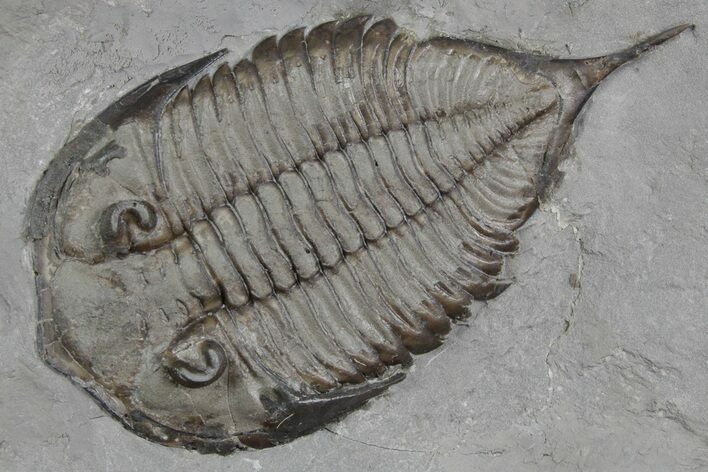 Dalmanites Trilobite Fossil - New York #357150